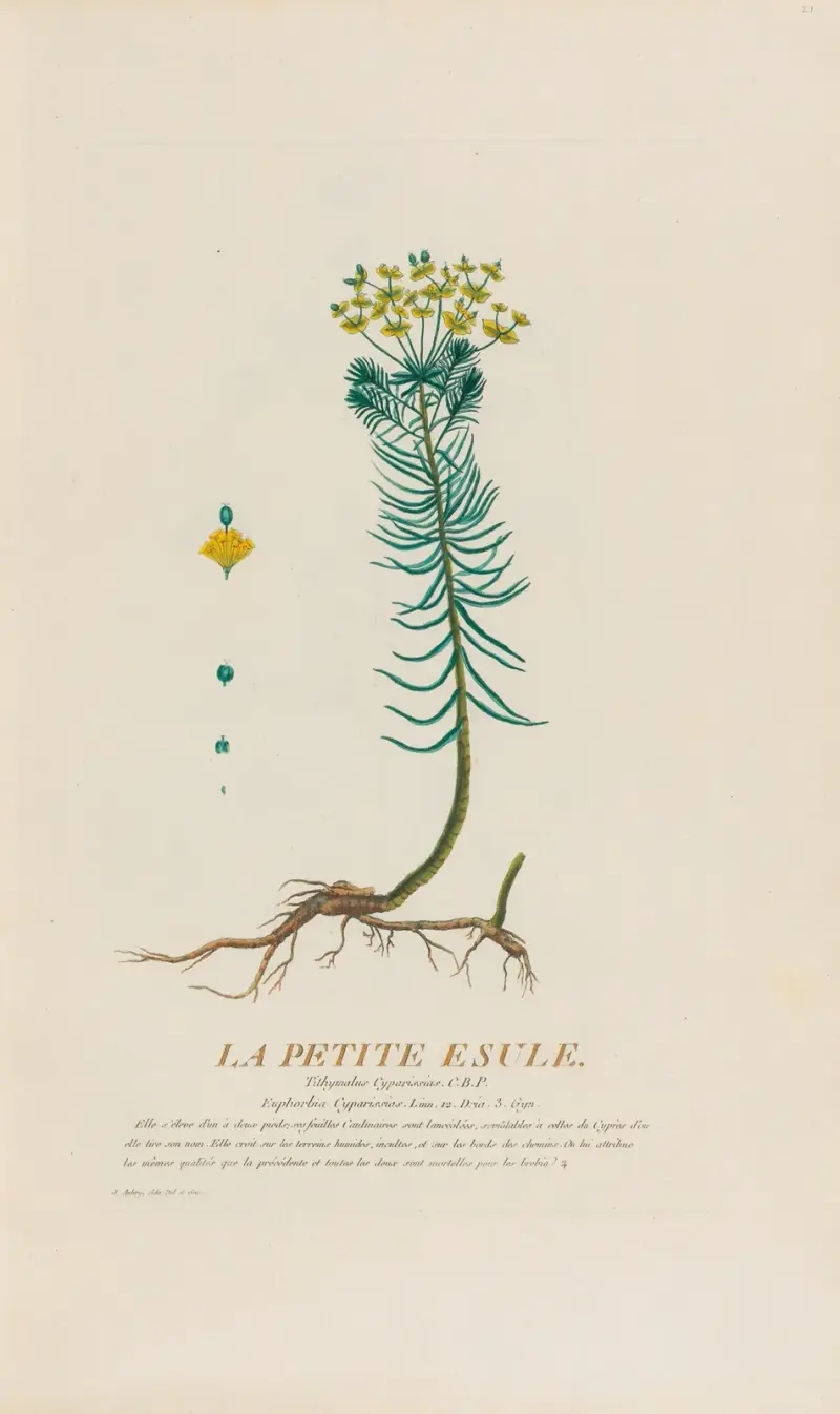 Malá exulka, Pierre Philippe Alyon