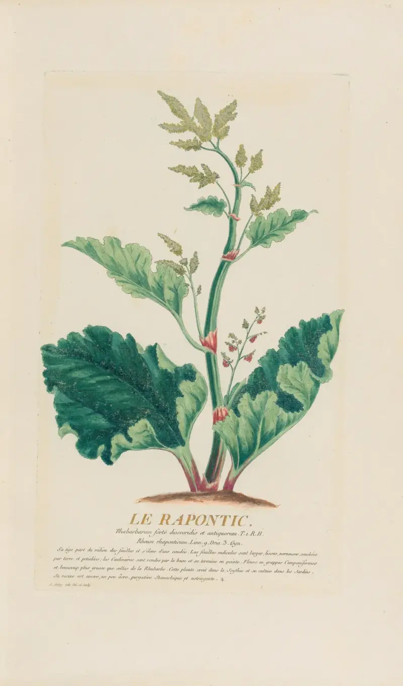 Le Rapontic, Pierre Philippe Alyon