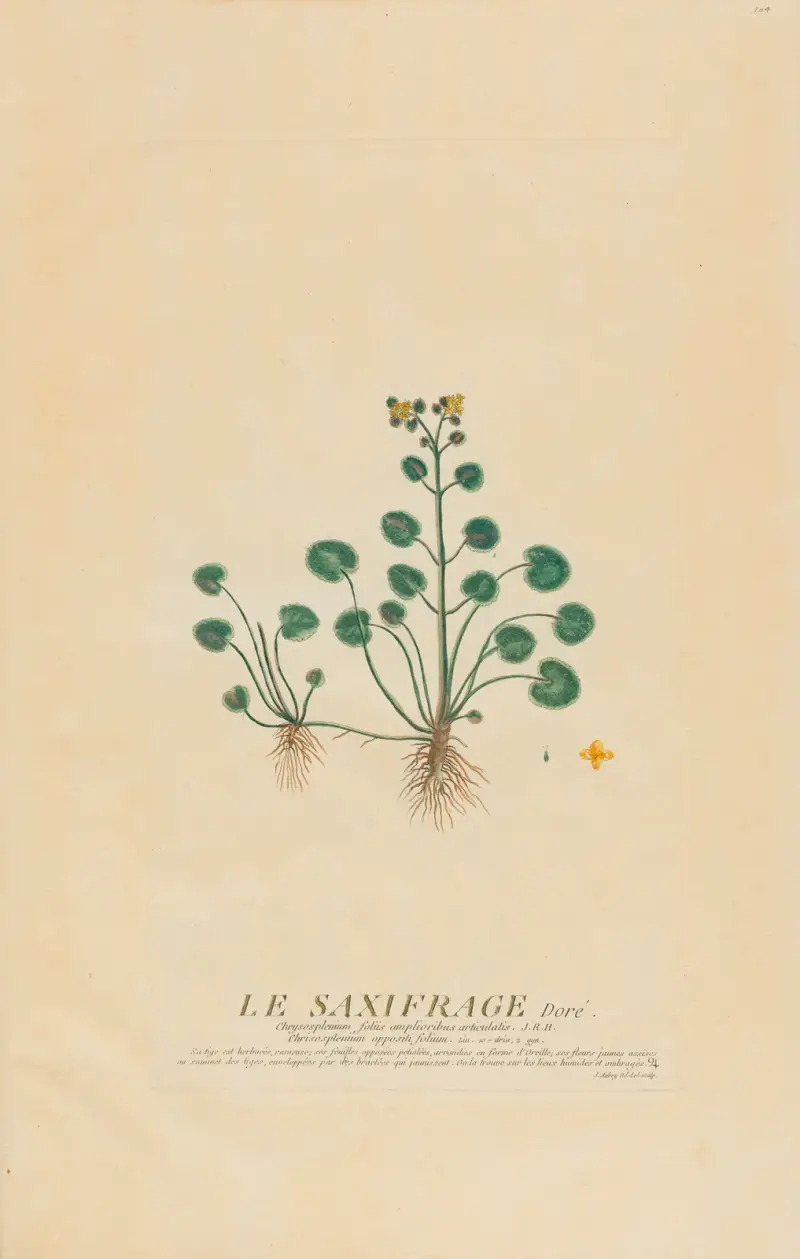 Zlatý lomikámen, Pierre Philippe Alyon