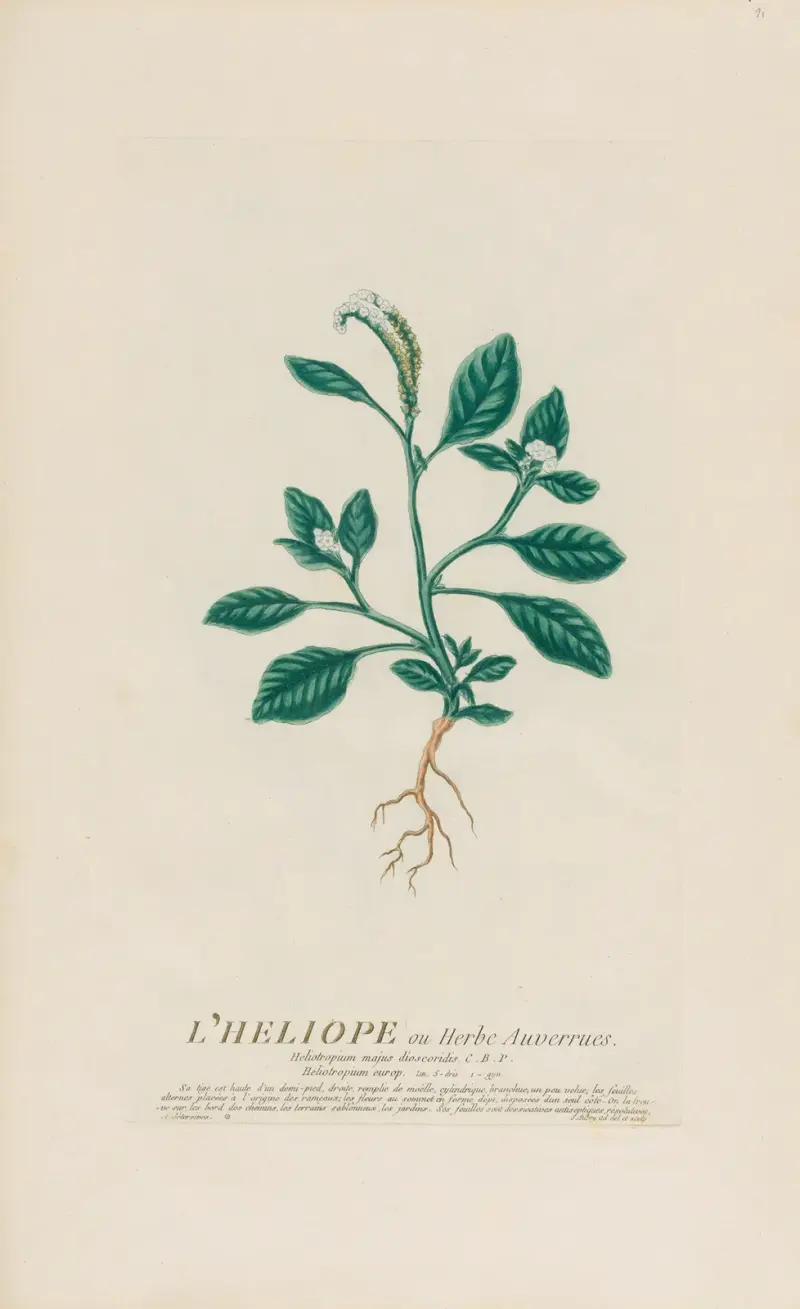 L’Heliope ou Herbe Auverrues av Pierre Philippe Alyon