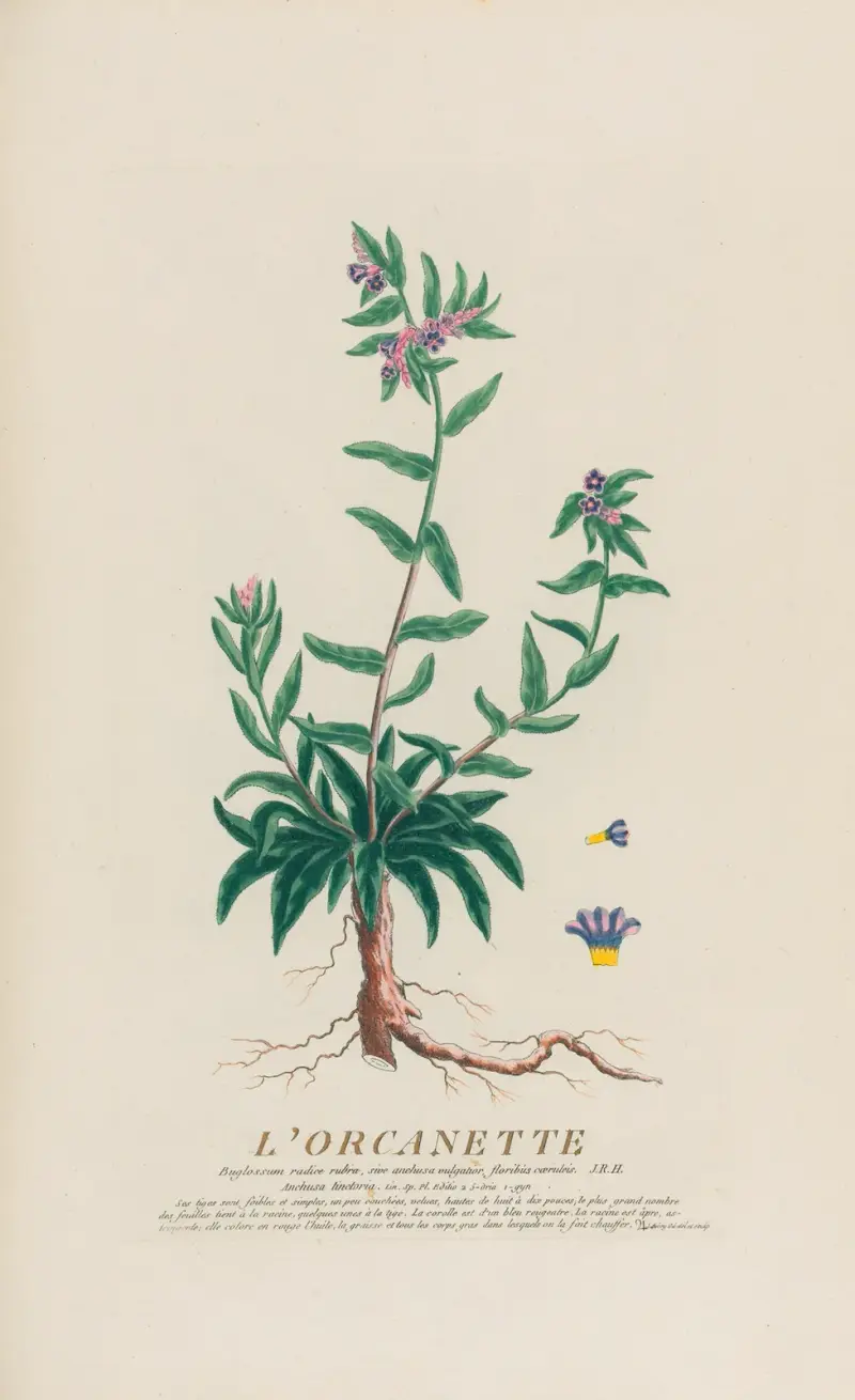 L’Orcanette, Pierre Philippe Alyon