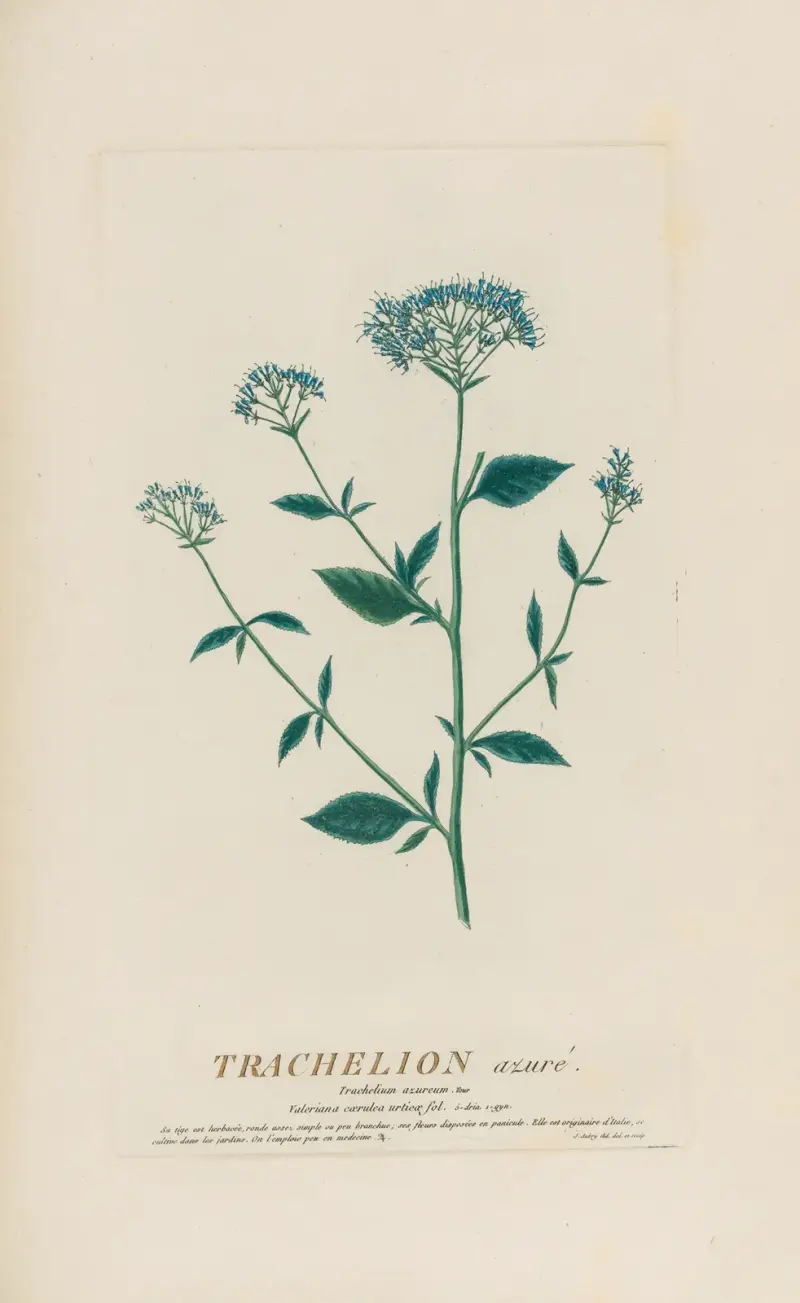Trachelion azuré, Pierre Philippe Alyon