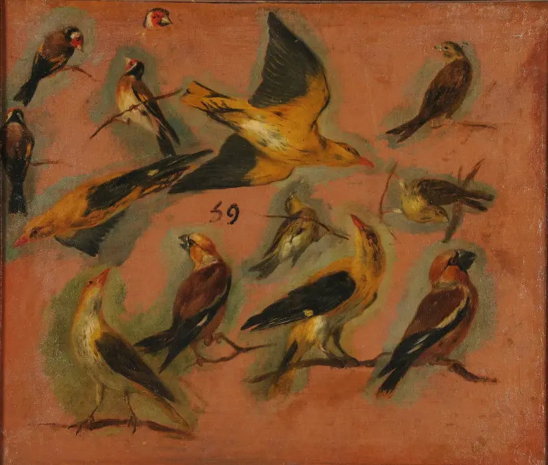 Stieglitz, Vögelstudie von Pieter Boel