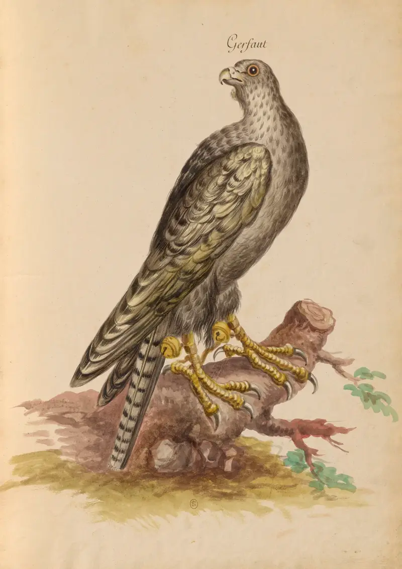 Oiseaux de la Ménagerie du Roi Pl.02 av Pieter Boel
