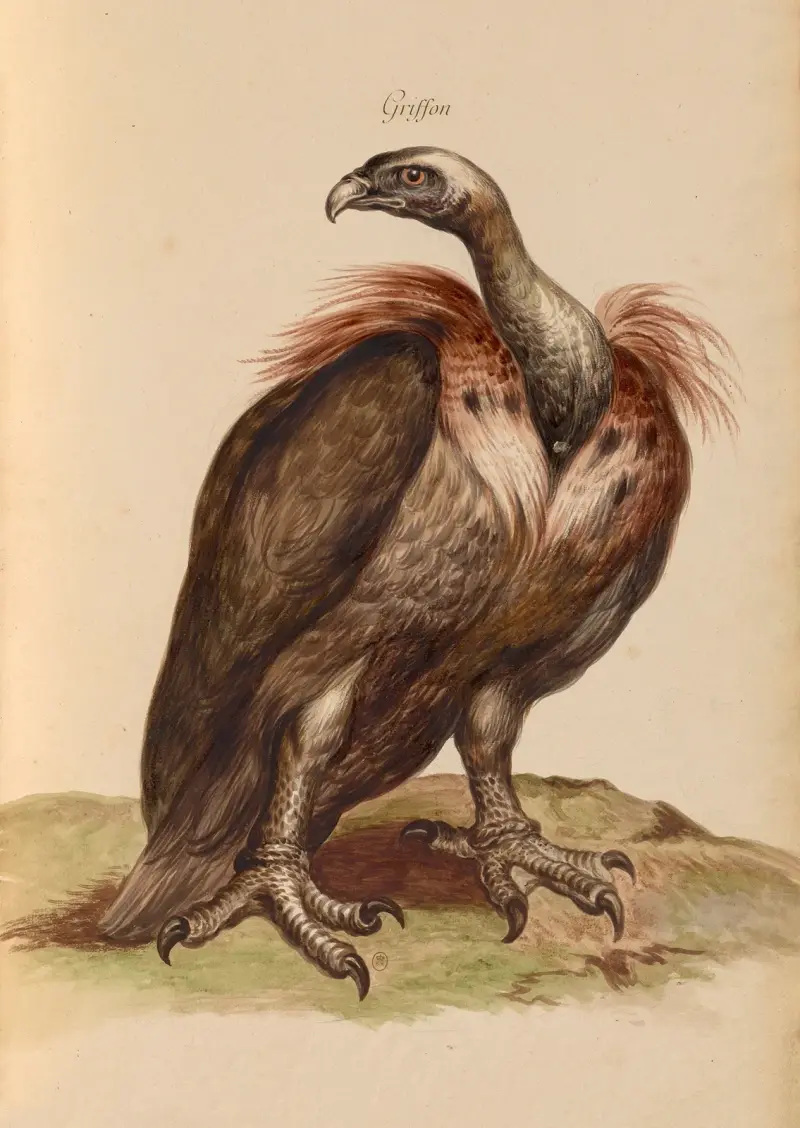 Oiseaux de la Ménagerie du Roi Pl.03 av Pieter Boel
