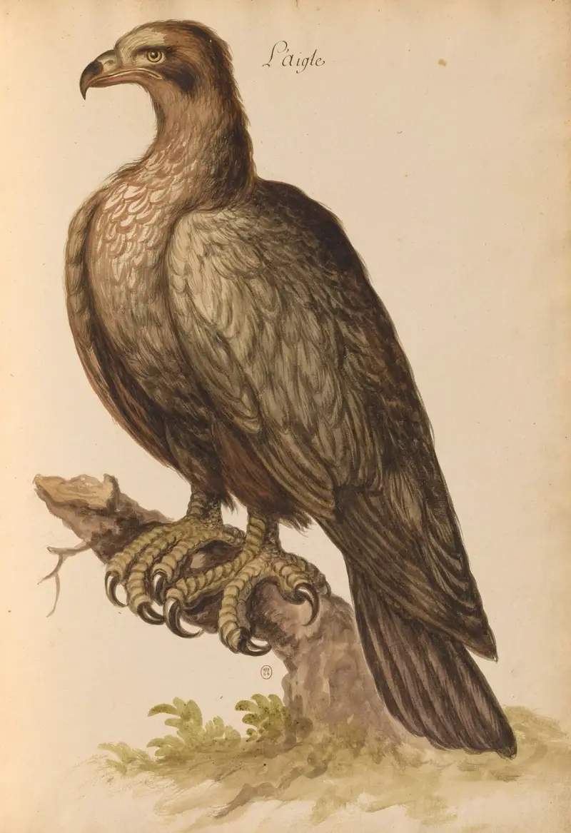 Vögel aus der Menagerie des Königs, Tafel 6 von Pieter Boel