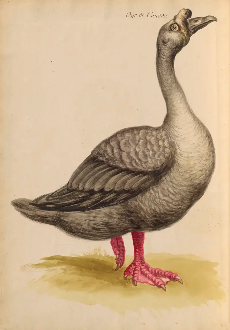 Oiseaux de la Ménagerie du Roi Pl.08 av Pieter Boel