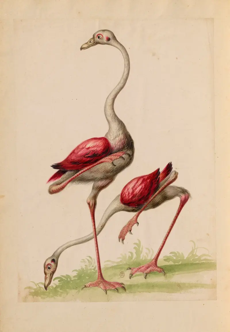 Vögel aus der königlichen Menagerie Pl. 10 von Pieter Boel
