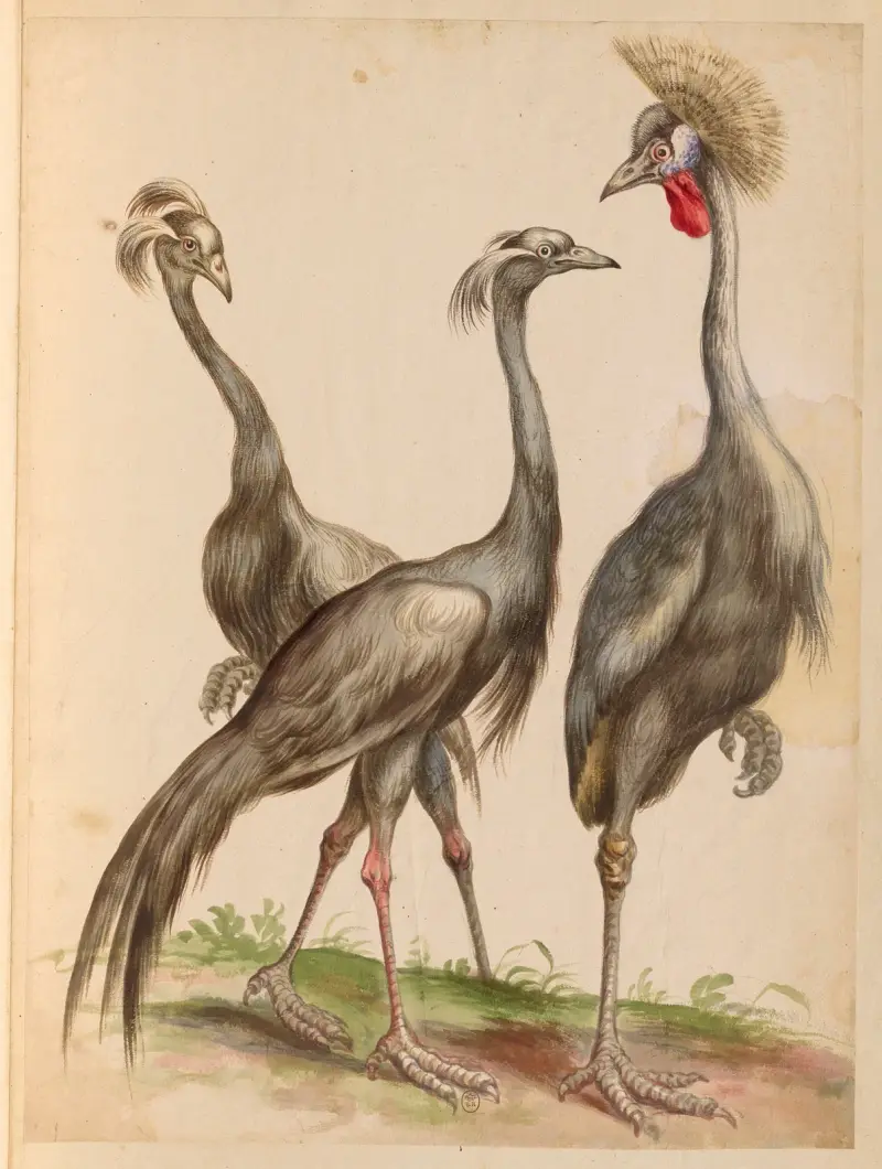 Vögel aus der königlichen Menagerie, Tafel 11 von Pieter Boel