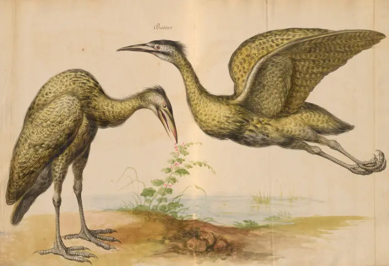 Oiseaux de la Ménagerie du Roi Pl.12 av Pieter Boel