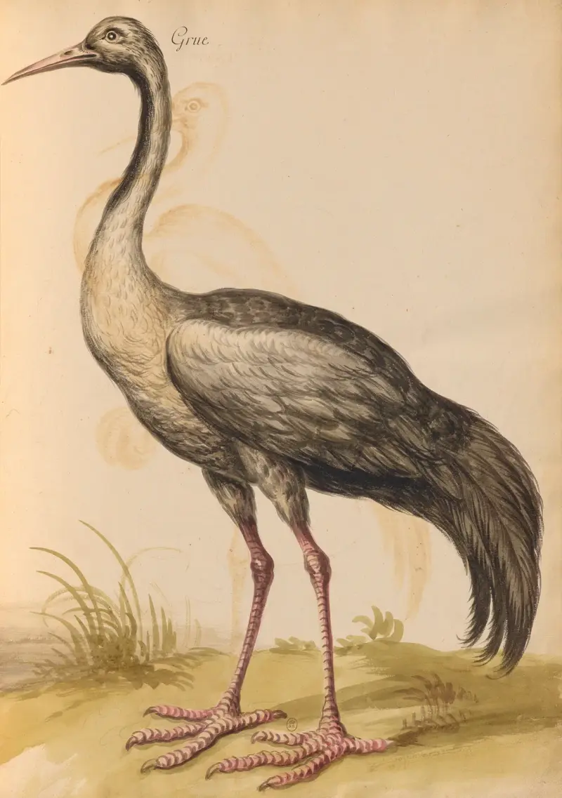 Oiseaux de la Ménagerie du Roi Pl.14 av Pieter Boel