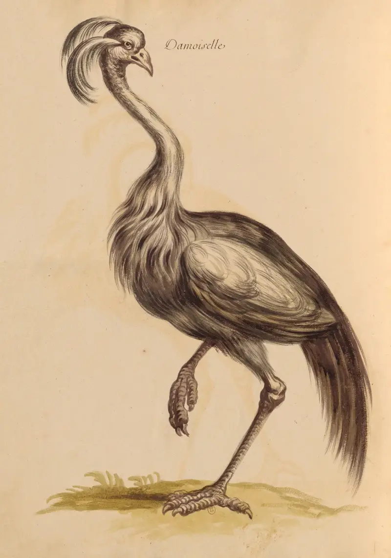 Vögel aus der königlichen Menagerie, Tafel 15 von Pieter Boel