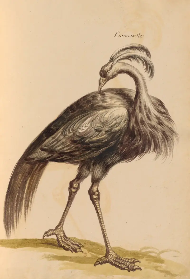 Vögel aus der königlichen Menagerie Taf. 16 von Pieter Boel