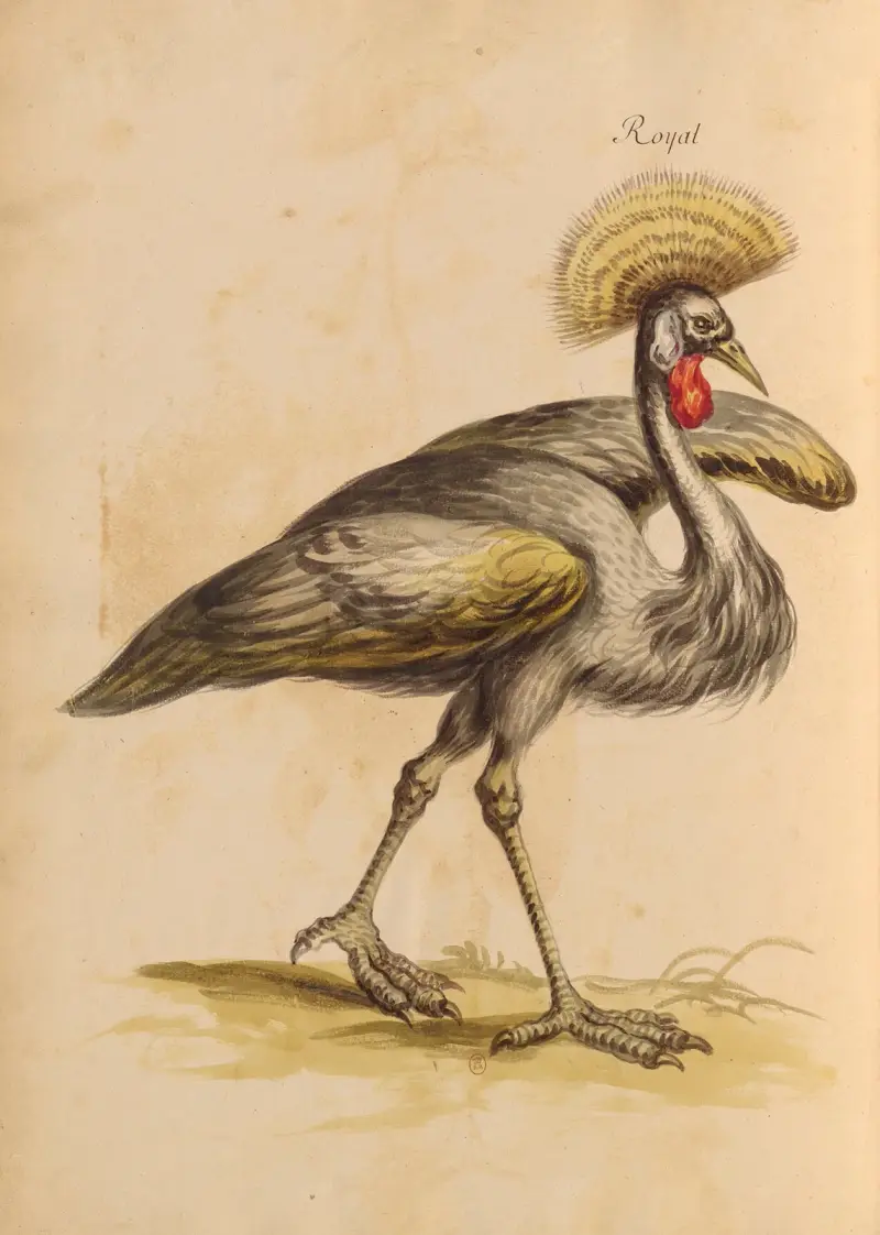 Vögel aus der königlichen Menagerie, Taf. 18 von Pieter Boel