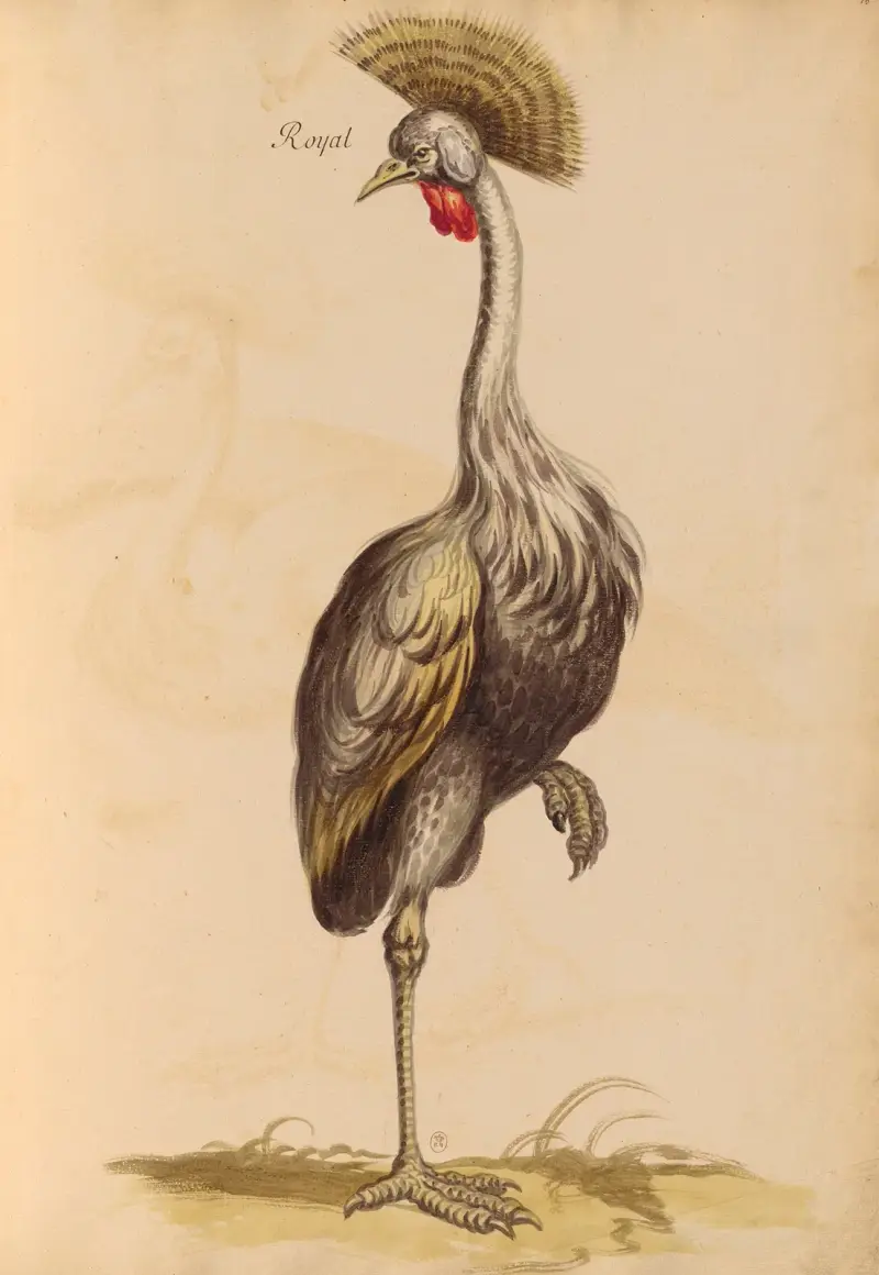 Vögel aus der Königlichen Menagerie Nr. 19 von Pieter Boel
