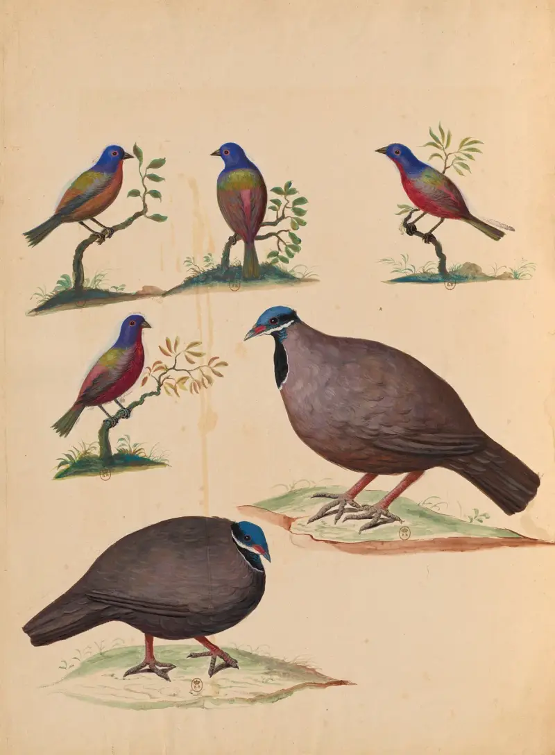 Vögel aus der königlichen Menagerie Taf. 20 von Pieter Boel