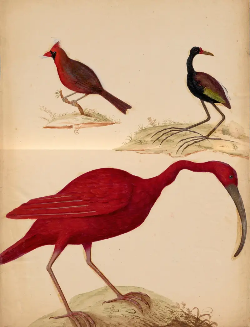 Oiseaux de la Ménagerie du Roi Pl.21 av Pieter Boel