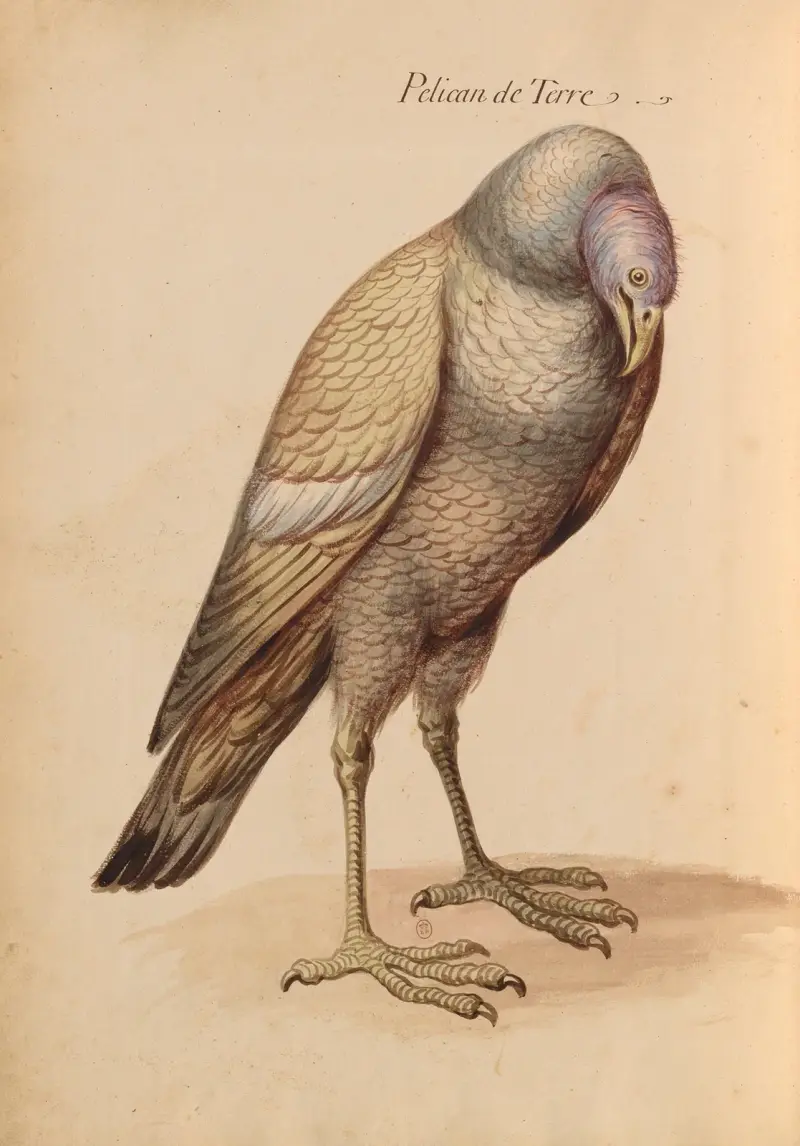 Vögel aus der königlichen Menagerie, Taf. 22 von Pieter Boel