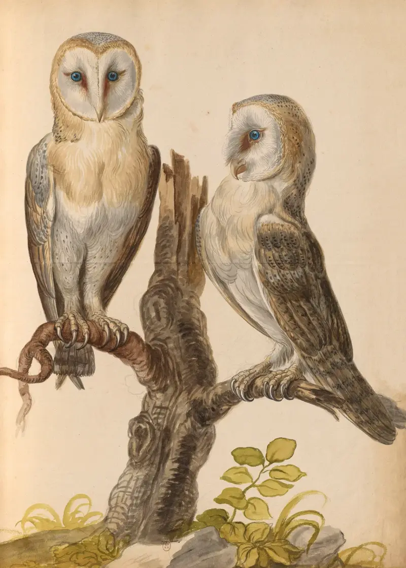 Vögel aus der königlichen Menagerie Taf. 27 von Pieter Boel
