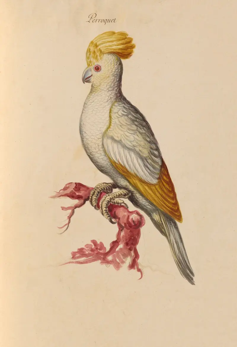 Vögel aus der Menagerie des Königs, Tafel 29 von Pieter Boel