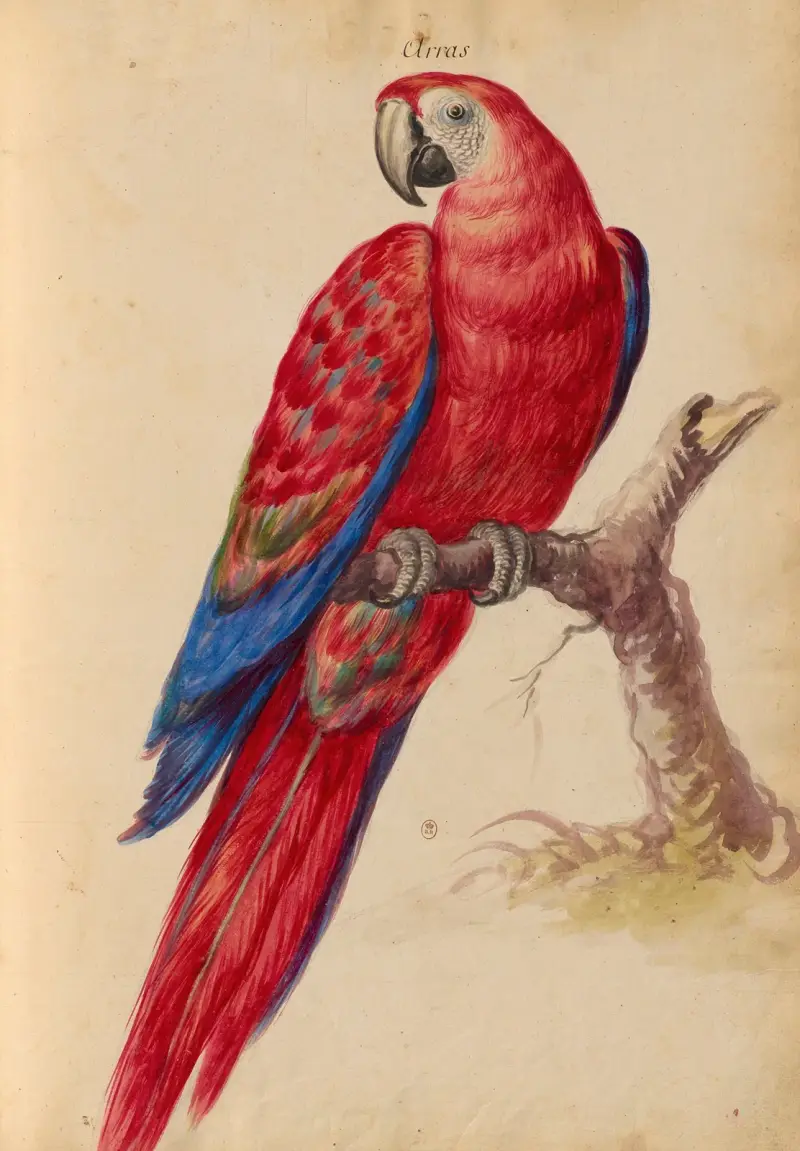 Vögel aus der Menagerie des Königs, Tafel 31 von Pieter Boel