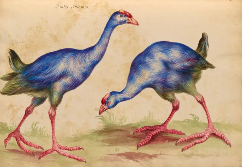 Vögel aus der königlichen Menagerie, Tafel 32 von Pieter Boel