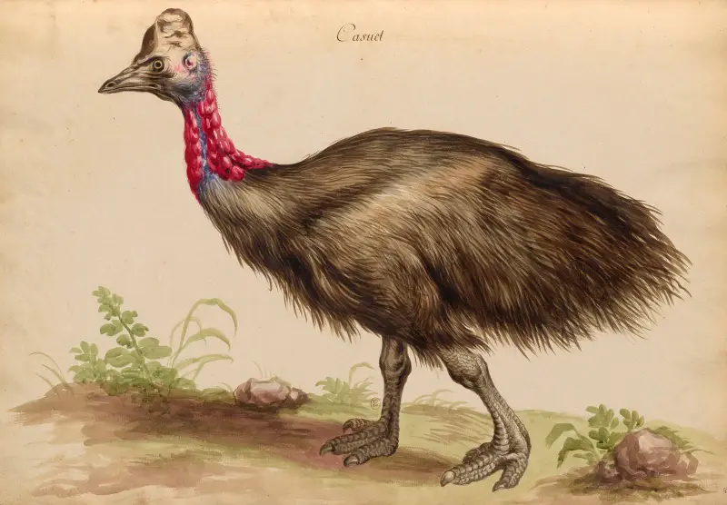 Oiseaux de la Ménagerie du Roi Pl.33 av Pieter Boel