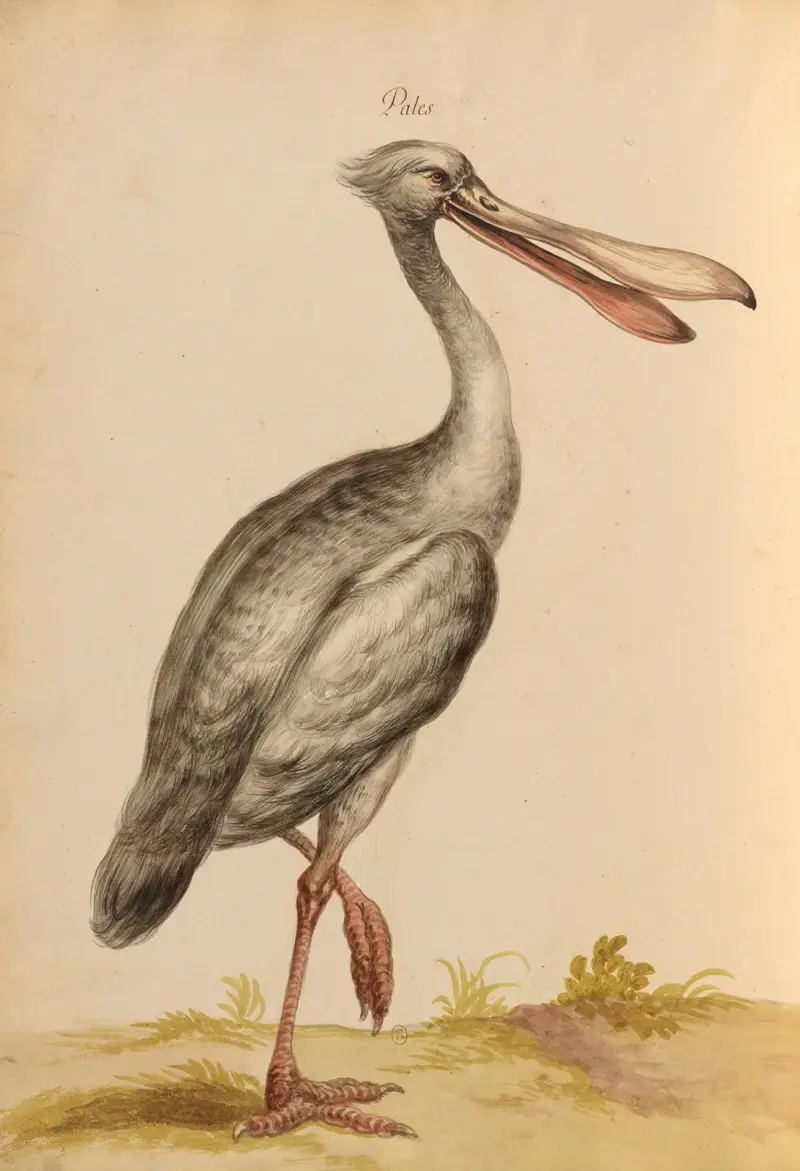 Vögel aus der königlichen Menagerie, Taf. 34 von Pieter Boel