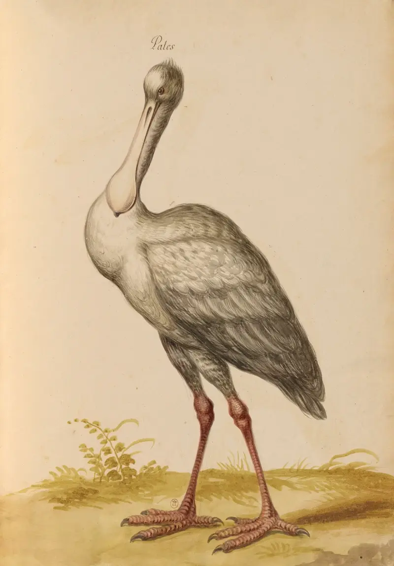 Oiseaux de la Ménagerie du Roi Pl.35 av Pieter Boel