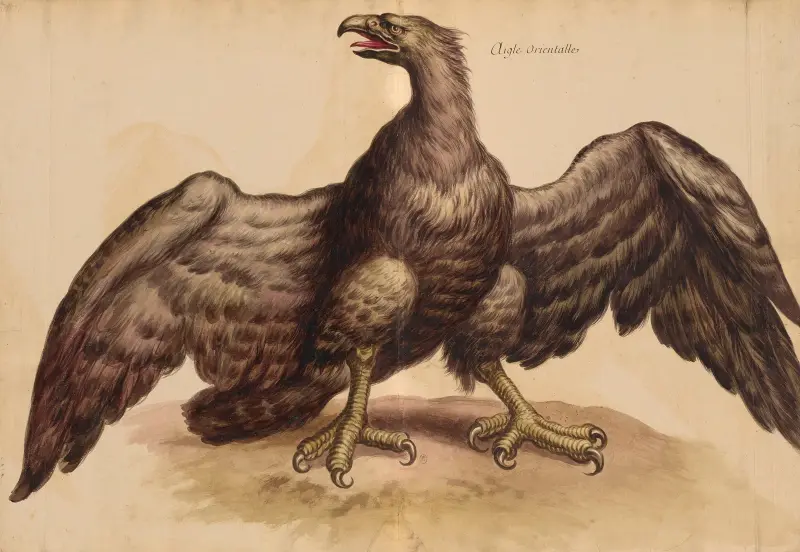 Oiseaux de la Ménagerie du Roi Pl.36 av Pieter Boel