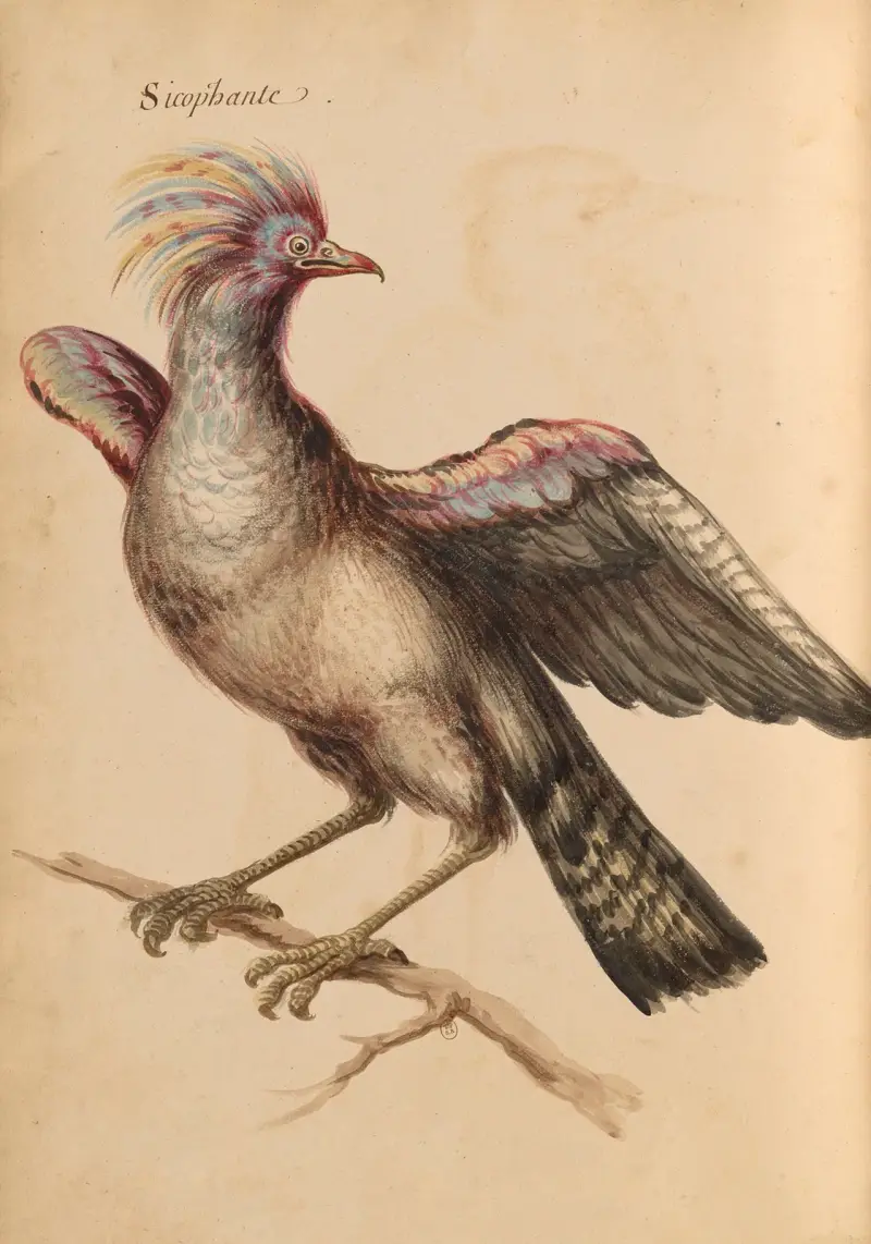 Oiseaux de la Ménagerie du Roi Pl.39 av Pieter Boel
