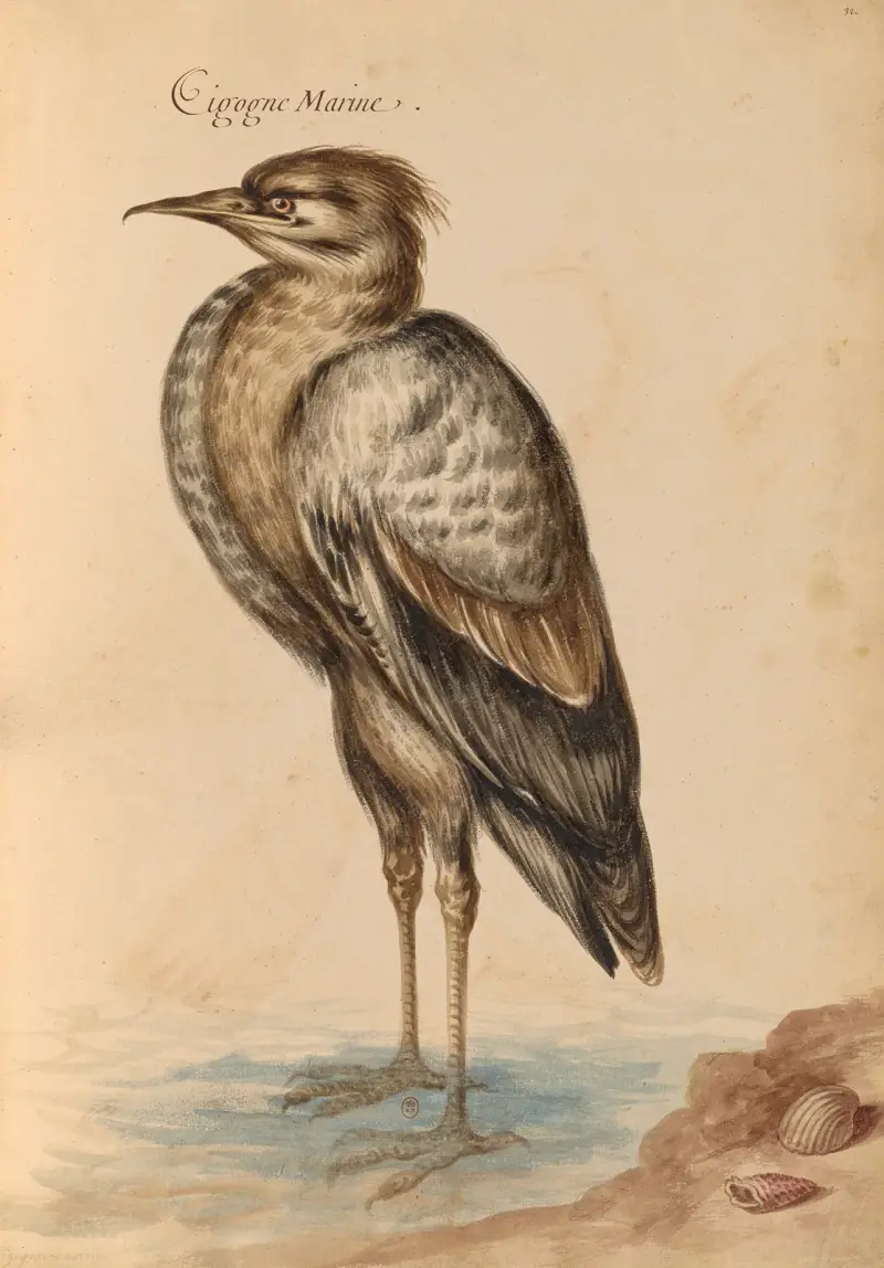 Oiseaux de la Ménagerie du Roi Pl.40 av Pieter Boel