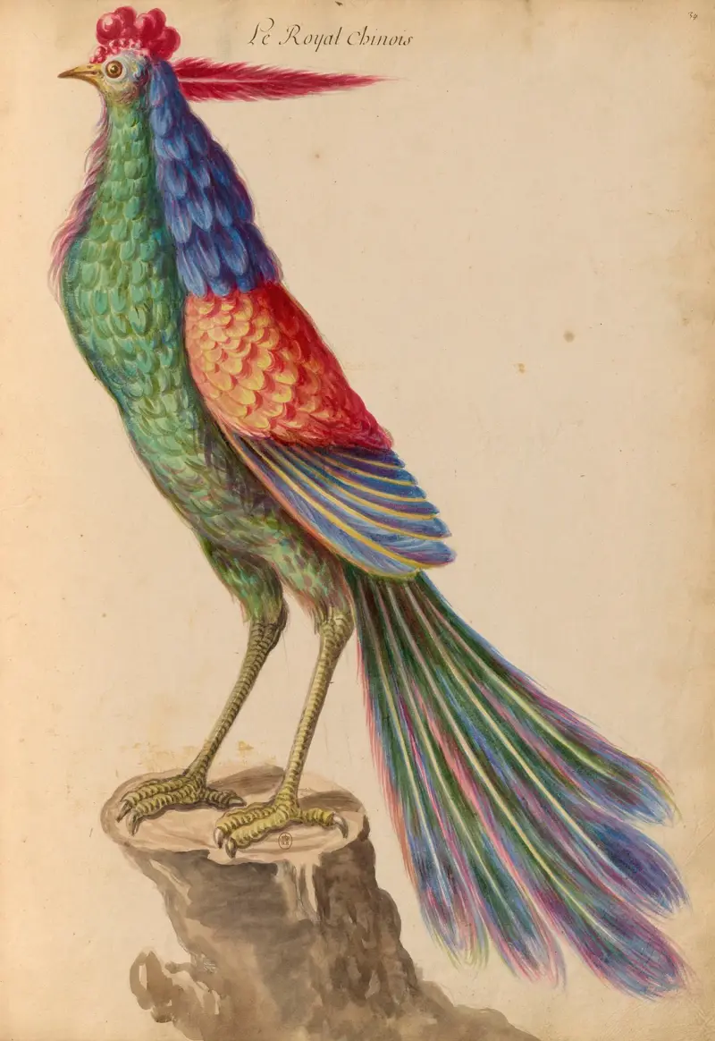Oiseaux de la Ménagerie du Roi Pl.41 av Pieter Boel