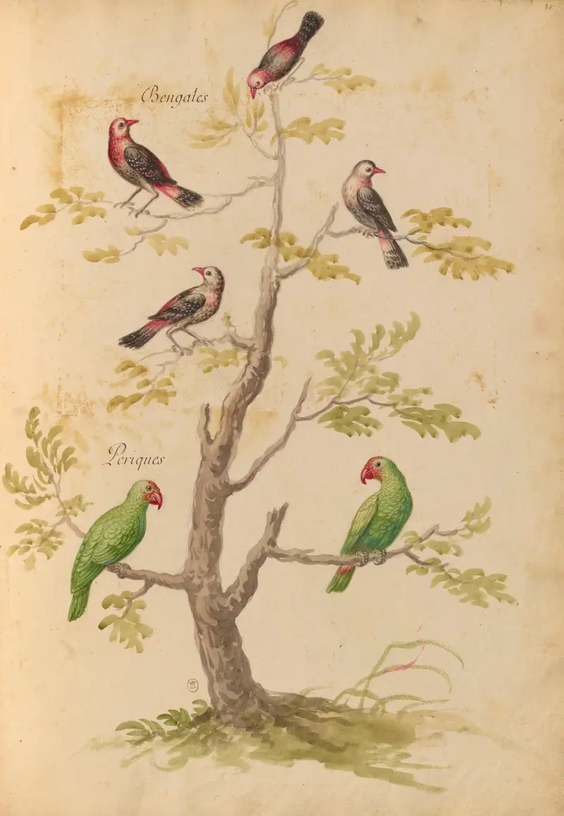 Vögel aus der Menagerie des Königs, Tafel 42 von Pieter Boel