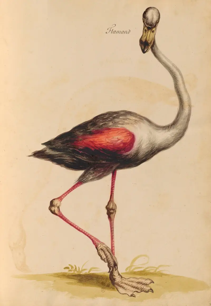 Vögel aus der königlichen Menagerie Taf. 44 von Pieter Boel