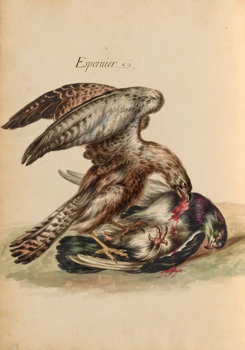 Oiseaux de la Ménagerie du Roi Pl.45 av Pieter Boel