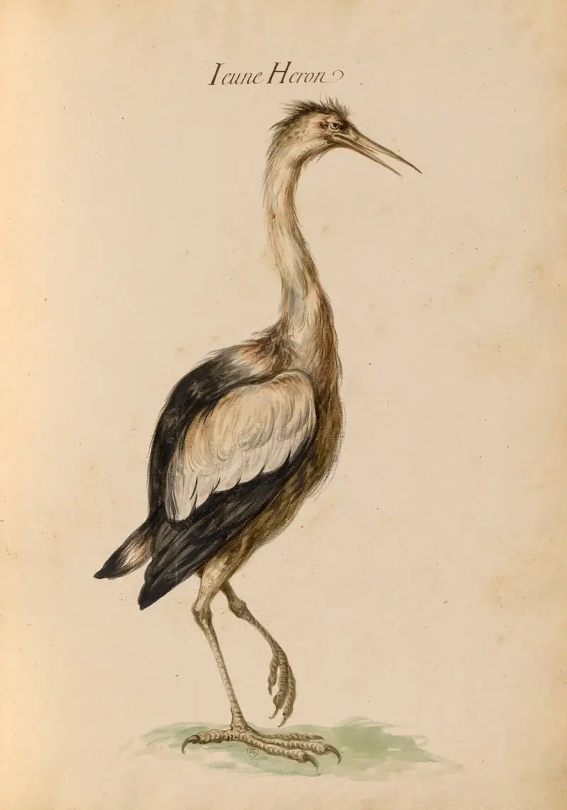 Vögel aus der königlichen Menagerie, Tafel 46 von Pieter Boel