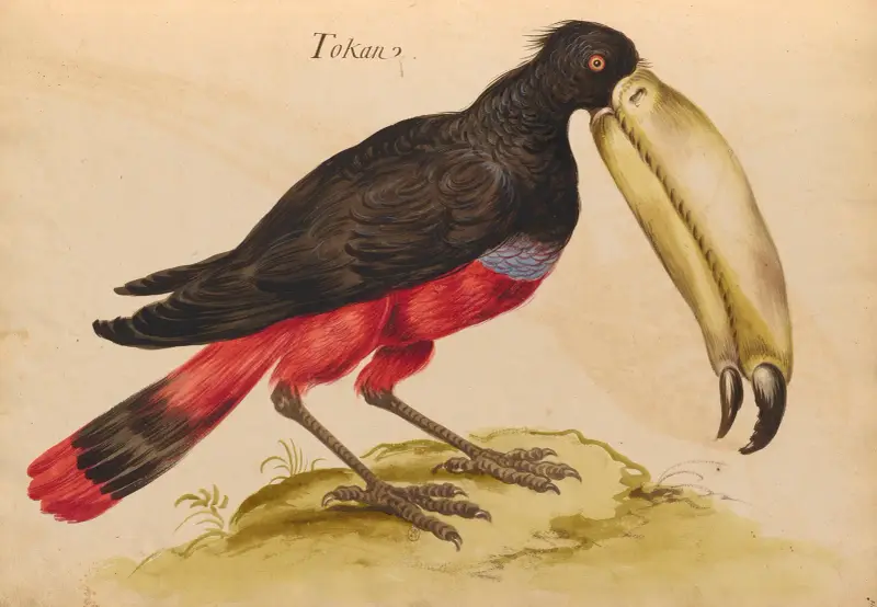 Vögel aus der königlichen Menagerie Taf. 48 von Pieter Boel