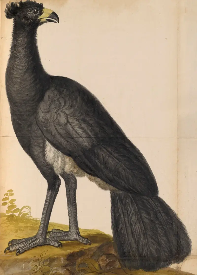 Oiseaux de la Ménagerie du Roi Pl.49 av Pieter Boel
