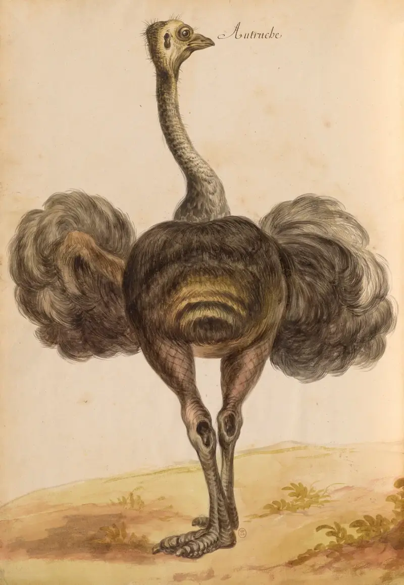 Oiseaux de la Ménagerie du Roi Pl.50 av Pieter Boel