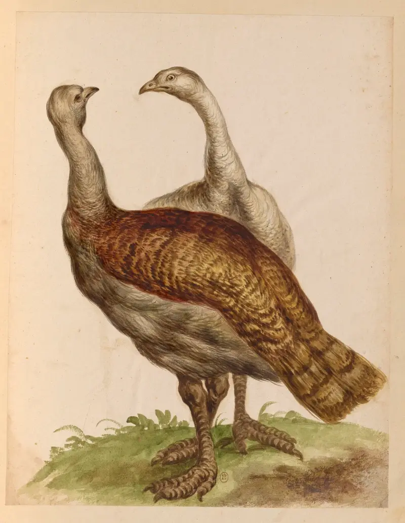 Vögel aus der königlichen Menagerie, Tafel 52 von Pieter Boel