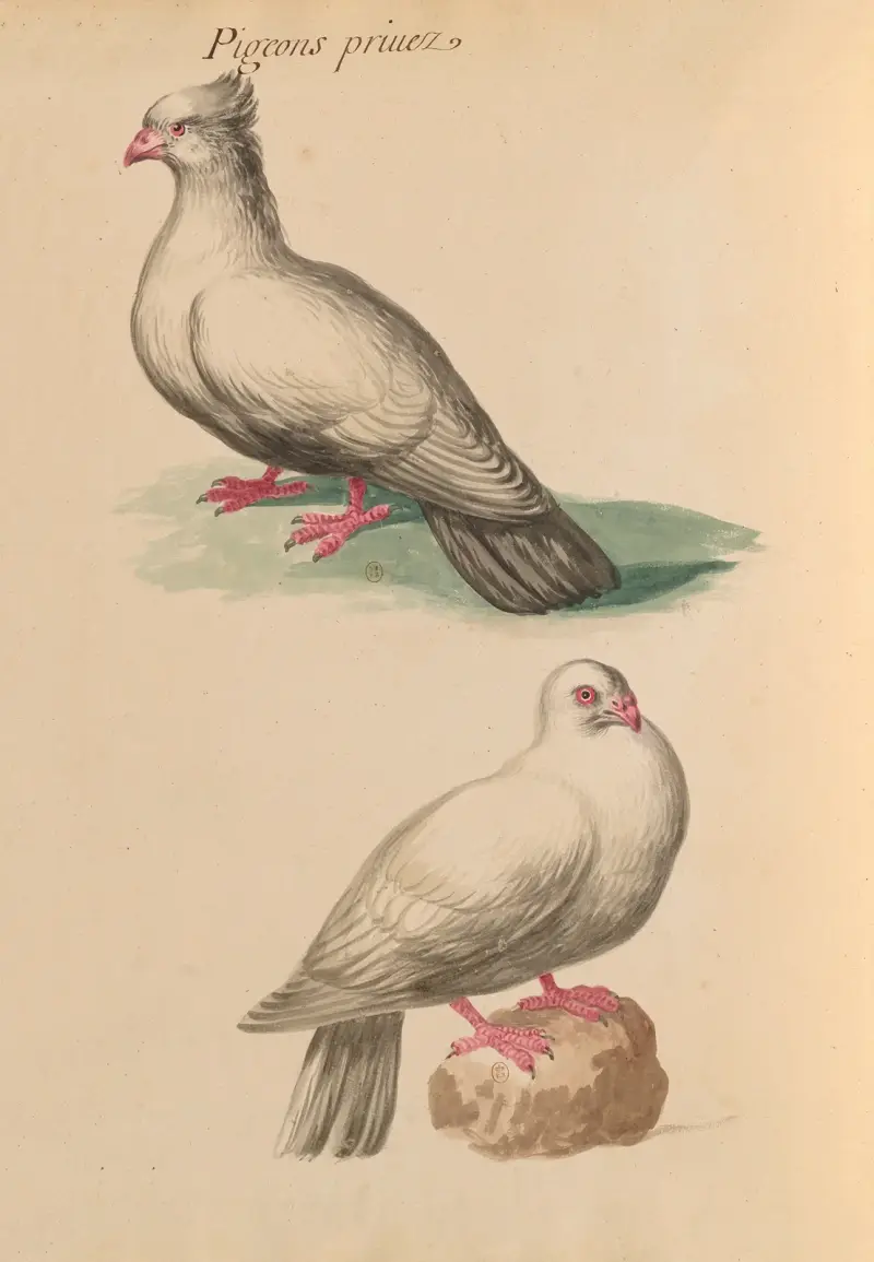 Vögel aus der Königlichen Menagerie, Taf. 53 von Pieter Boel