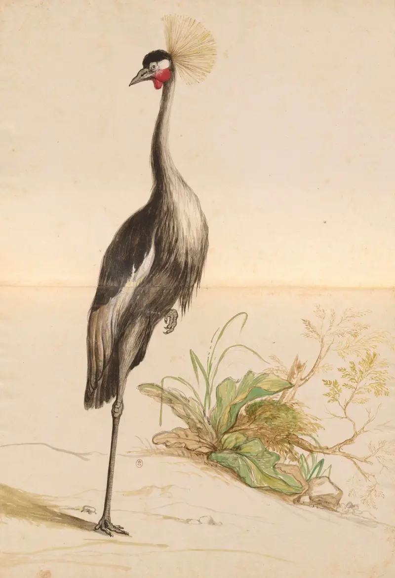 Oiseaux de la Ménagerie du Roi Pl.55 av Pieter Boel