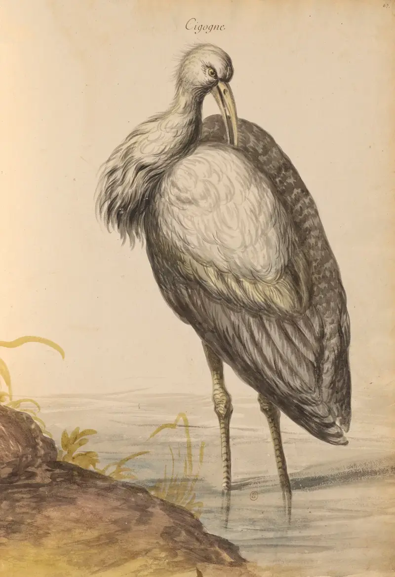 Vögel aus der königlichen Menagerie Taf. 57 von Pieter Boel