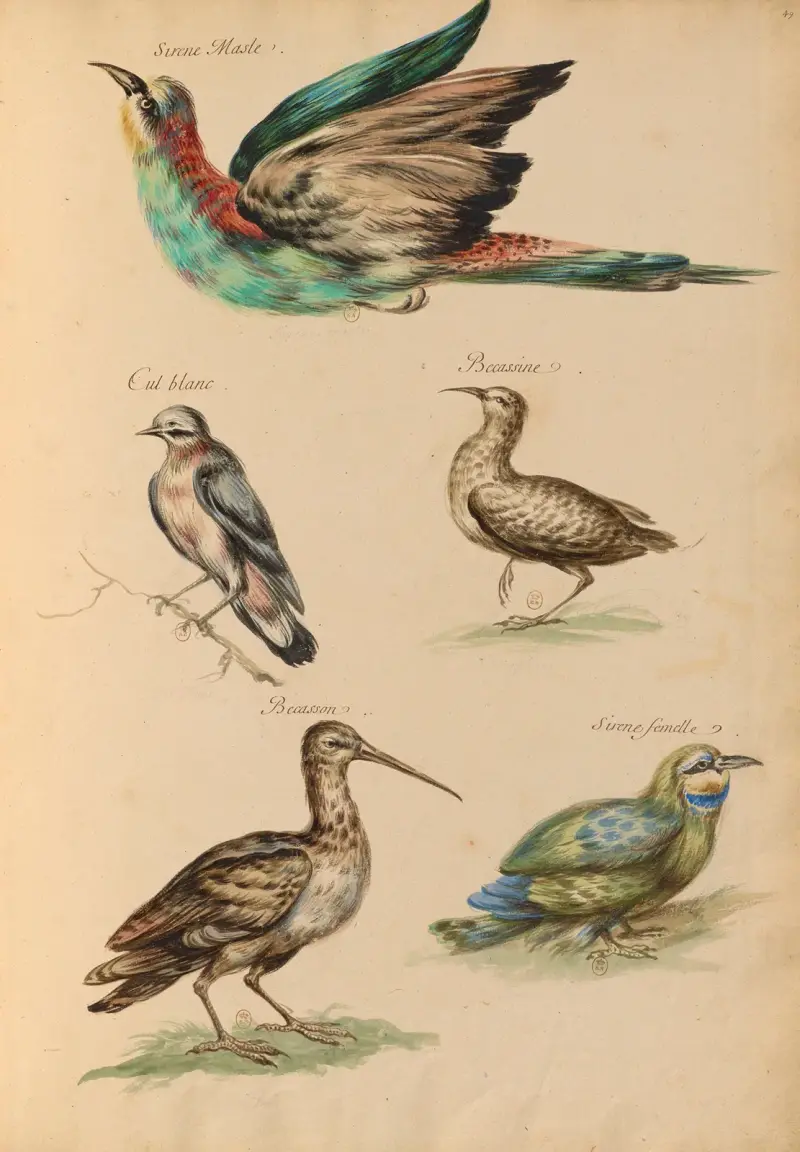 Oiseaux de la Ménagerie du Roi Pl.59 av Pieter Boel