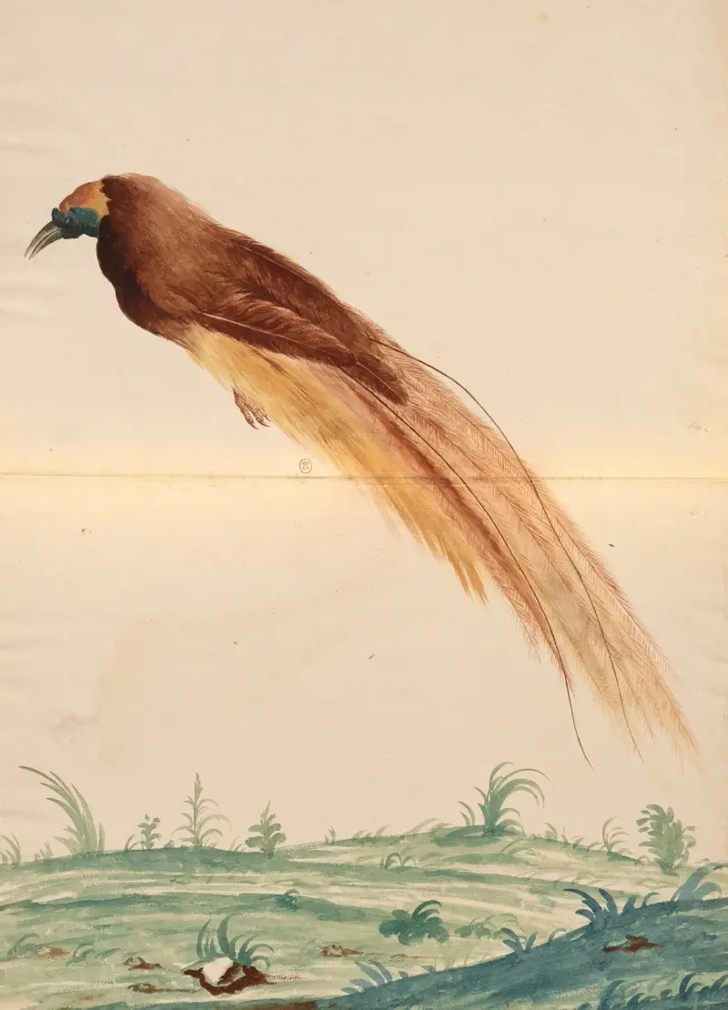 Vögel aus der Menagerie des Königs, Tafel 60 von Pieter Boel