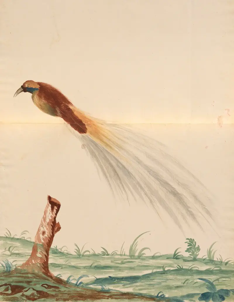 Oiseaux de la Ménagerie du Roi Pl.63 av Pieter Boel