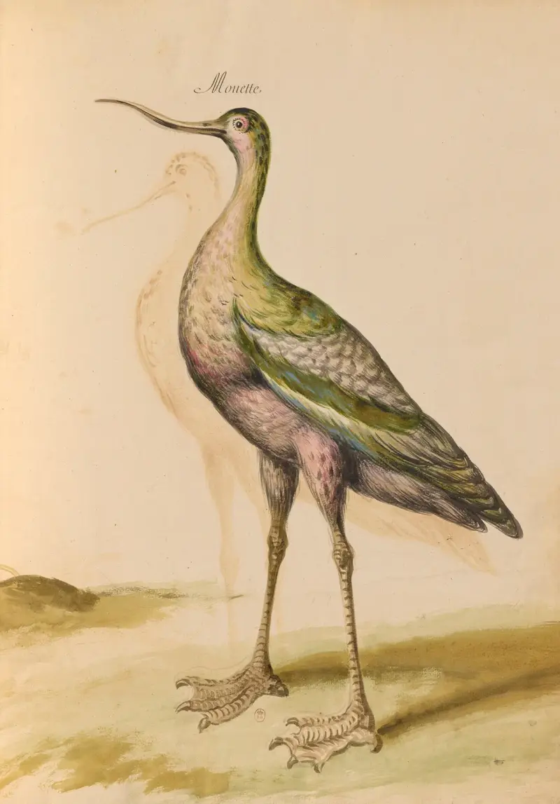 Vögel aus der Menagerie des Königs, Tafel 65 von Pieter Boel