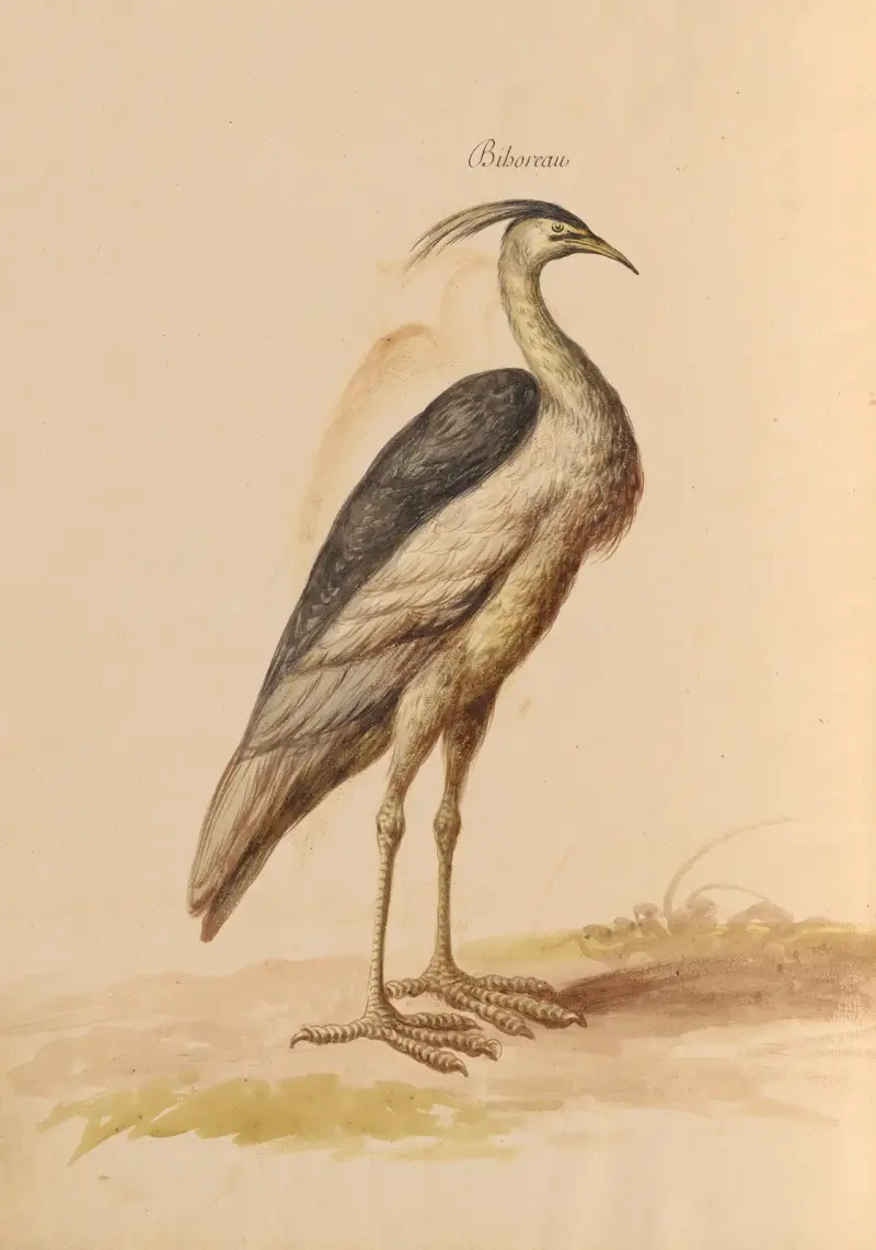 Vögel aus der königlichen Menagerie, Taf. 66 von Pieter Boel