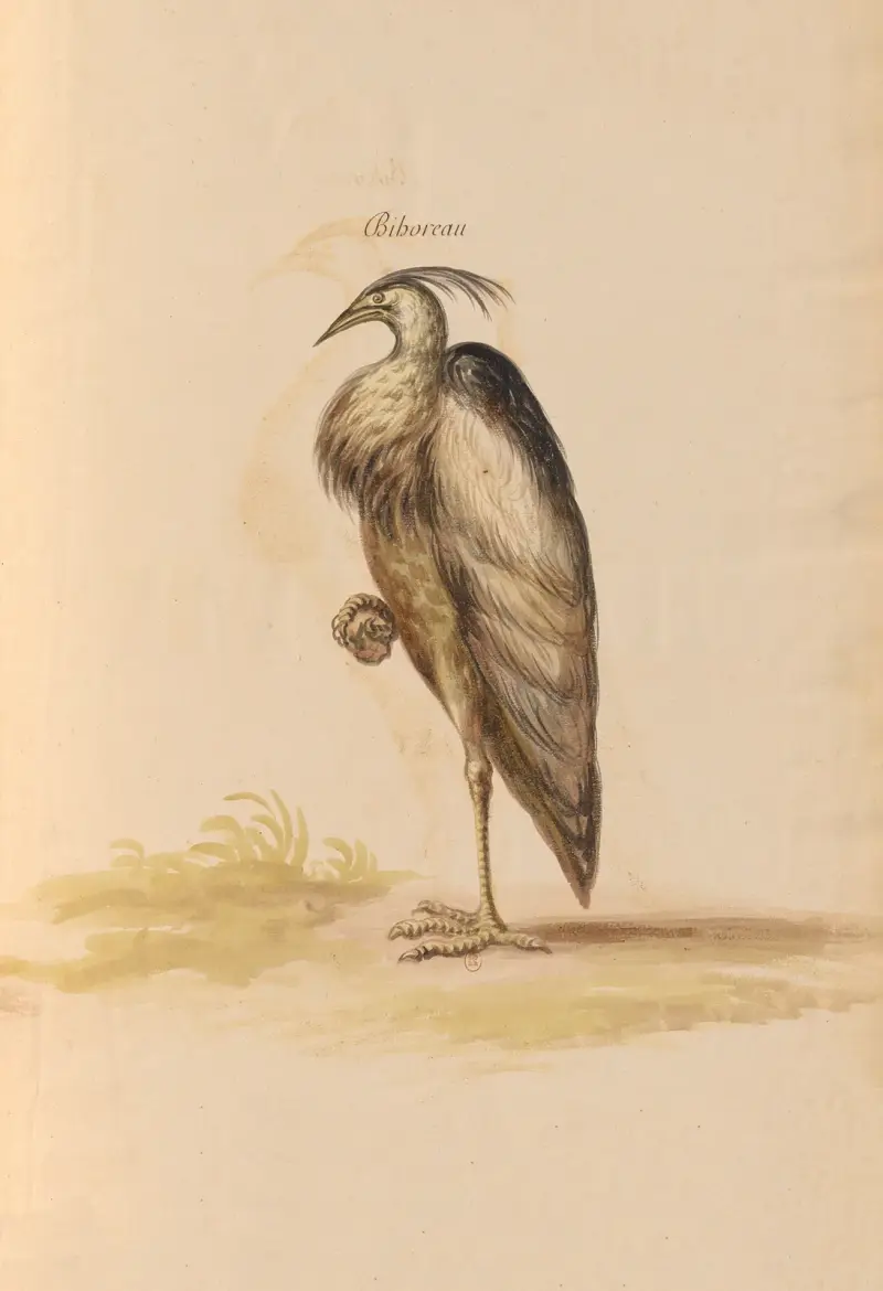 Vögel aus der königlichen Menagerie Pl. 67 von Pieter Boel